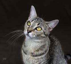 Shelter Stray Female Cat last seen Near Dudley AVE, 21213, MD, 2490 Giles Rd, Baltimore, MD 21225, USA