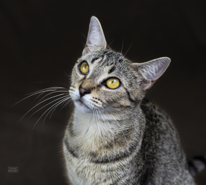 Shelter Stray Female Cat last seen Near Dudley AVE, 21213, MD, 2490 Giles Rd, Baltimore, MD 21225, USA