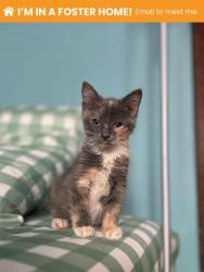 Shelter Stray Female Cat last seen Near Bennett Pl, 21223, MD, 2490 Giles Rd, Baltimore, MD 21225, USA