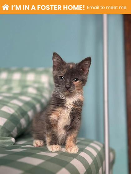 Shelter Stray Female Cat last seen Near Bennett Pl, 21223, MD, 2490 Giles Rd, Baltimore, MD 21225, USA