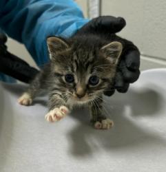 Shelter Stray Female Cat last seen Springfield,22310 - Rose Hill Dr + Leewood Dr, Fairfax County, VA, 4500 West Ox Rd, Fairfax, VA 22030, USA