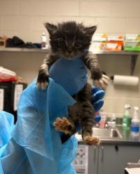 Shelter Stray Male Cat last seen Springfield,22310 - Rose Hill Dr + Leewood Dr, Fairfax County, VA, 4500 West Ox Rd, Fairfax, VA 22030, USA