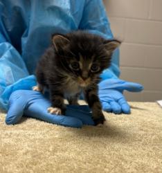 Shelter Stray Male Cat last seen Springfield,22310 - Rose Hill Dr + Leewood Dr, Fairfax County, VA, 4500 West Ox Rd, Fairfax, VA 22030, USA