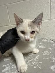 Shelter Stray Female Cat last seen Near block of Prosser Rd, Knox County GP, TN, 3201 Division St, Knoxville, TN 37919, USA