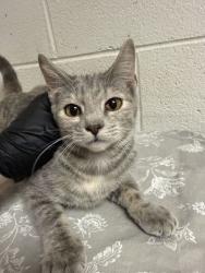 Shelter Stray Female Cat last seen Near block of Prosser Rd, Knox County GP, TN, 3201 Division St, Knoxville, TN 37919, USA