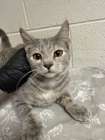Shelter Stray Female Cat last seen Near block of Prosser Rd, Knox County GP, TN, 3201 Division St, Knoxville, TN 37919, USA
