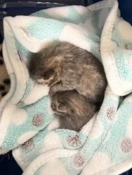 Shelter Stray Unknown Cat last seen Herndon, VA, 20171, Towerview Rd & Redskin Dr, Fairfax County, VA, 4500 West Ox Rd, Fairfax, VA 22030, USA