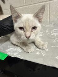 Shelter Stray Female Cat last seen Near block of Prosser Rd, Knox County GP, TN, 3201 Division St, Knoxville, TN 37919, USA