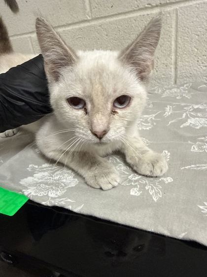 Shelter Stray Female Cat last seen Near block of Prosser Rd, Knox County GP, TN, 3201 Division St, Knoxville, TN 37919, USA