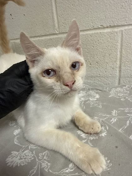 Shelter Stray Male Cat last seen Near block of Prosser Rd, Knox County GP, TN, 3201 Division St, Knoxville, TN 37919, USA