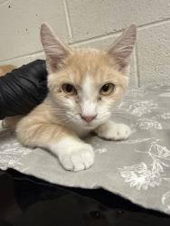 Shelter Stray Male Cat last seen Near block of Prosser Rd, Knox County GP, TN, 3201 Division St, Knoxville, TN 37919, USA