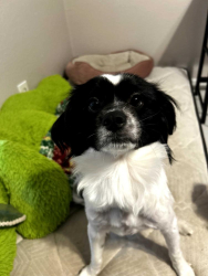 Lost Male Dog last seen Chestnut Hills Apts, off Fondren and Be, Houston, TX 77036