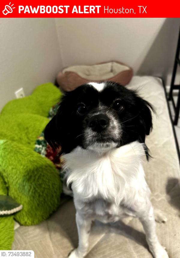 Lost Male Dog last seen Chestnut Hills Apts, off Fondren and Be, Houston, TX 77036