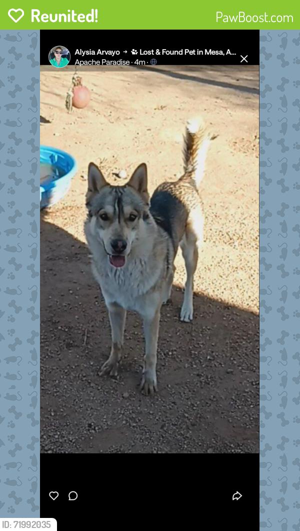 Reunited Male Dog last seen In the area of 96 St and Broadway & crimson and Broadway area, Mesa, AZ 85208