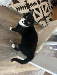 Reunited Female Cat last seen tangerine ave s in Gulfport by Tomlinson Park, Gulfport, FL 33707