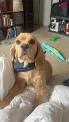 Reunited Male Dog last seen Sinclair rd, Baltimore, MD 21206