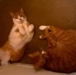 Lost Male Cat last seen Pep boys Jonestown Rd, Harrisburg, PA 17109
