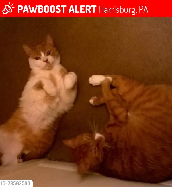 Lost Male Cat last seen Pep boys Jonestown Rd, Harrisburg, PA 17109