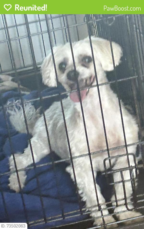 Reunited Male Dog last seen Constantinople Avenue and Conough Lane, Las Vegas, NV 89129
