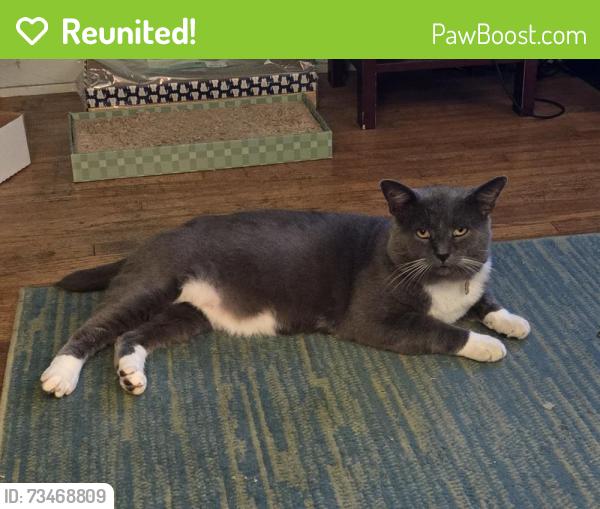 Reunited Male Cat last seen McConnell Boulevard los angeles 90066, Los Angeles, CA 90066