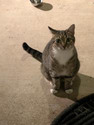 Reunited Female Cat last seen Sugarland Run Dr & Biscayne Pl, Sugarland Run, VA 20164