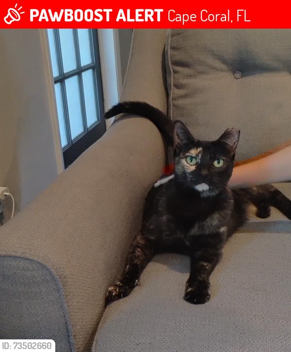 Lost Female Cat last seen Vincennes Blvd and Coronado Pkwy, Cape Coral, FL 33904