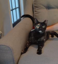 Lost Female Cat last seen Vincennes Blvd and Coronado Pkwy, Cape Coral, FL 33904
