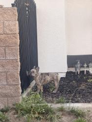 Reunited Male Dog last seen Lake street downtown Huntington Beach, Huntington Beach, CA 92648
