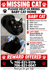 Lost Male Cat last seen Reinharts, Evans, GA 30809