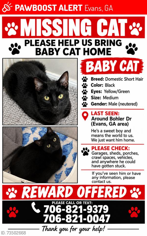 Lost Male Cat last seen Reinharts, Evans, GA 30809