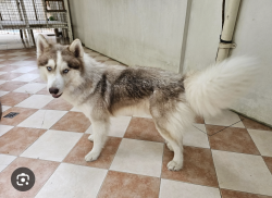 Found/Stray Unknown Dog last seen Cactus Rd & 24th Street, Phoenix, AZ 85022