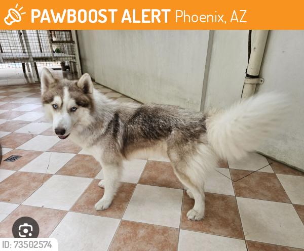 Found/Stray Unknown Dog last seen Cactus Rd & 24th Street, Phoenix, AZ 85022