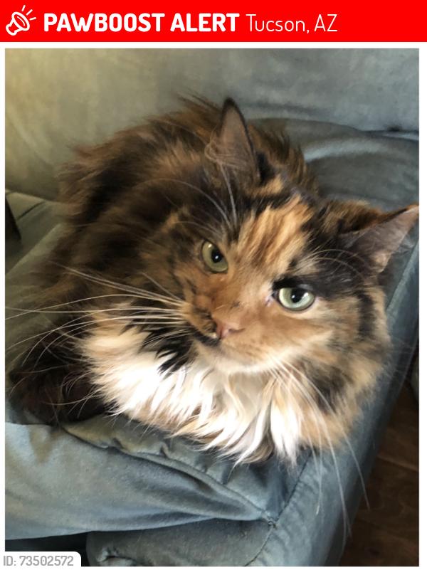 Lost Female Cat last seen E Camino Del Rio, Tucson, AZ 85715