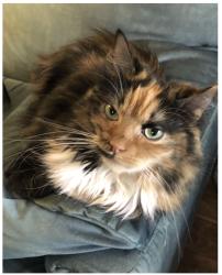 Lost Female Cat last seen E Camino Del Rio, Tucson, AZ 85715