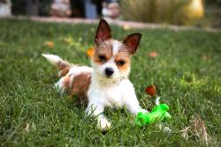Reunited Male Dog last seen Tampico/Novgorod st, Los Angeles, CA 90032