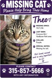 Lost Male Cat last seen VanBuren Pary, Baldwinsville, NY 13027
