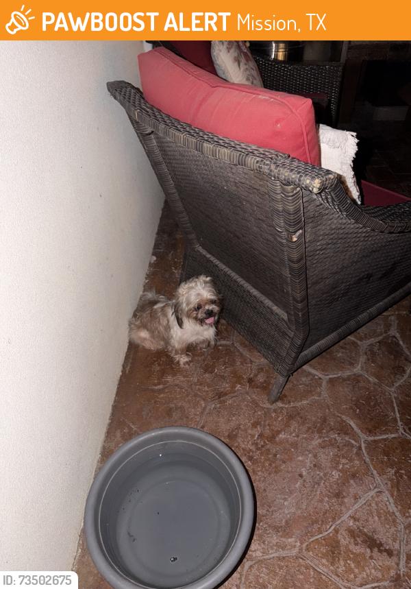 Found/Stray Female Dog last seen Taylor road and shary, Mission, TX 78574