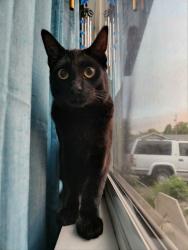 Lost Male Cat last seen Wingate and imperial and Hampton, Carson City, NV 89706