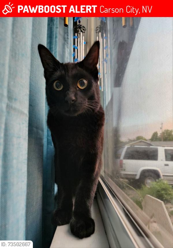 Lost Male Cat last seen Wingate and imperial and Hampton, Carson City, NV 89706