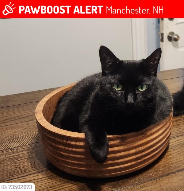 Lost Female Cat last seen Calef, Manchester, NH 03103