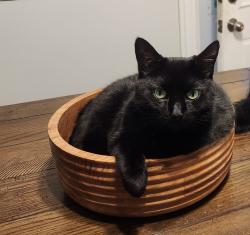 Lost Female Cat last seen Calef, Manchester, NH 03103