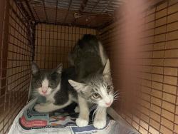 Shelter Stray Male Cat last seen Near N Interstate Highway 35, AUSTIN, TX, 78753, 7201 Levander Loop bldg a, Austin, TX 78702, USA