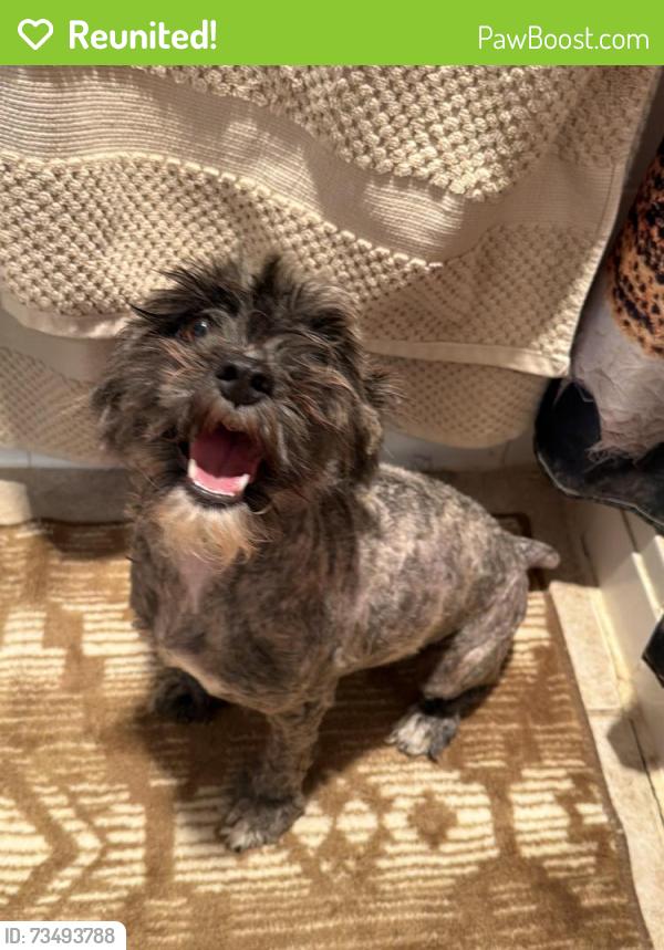 Reunited Female Dog last seen Airport car rental area, Euless, TX 75261