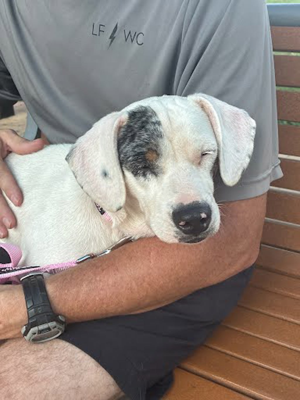 Shelter Stray Female Dog last seen Near Wideleaf Drive, AUSTIN, TX, 78724, 7201 Levander Loop bldg a, Austin, TX 78702, USA