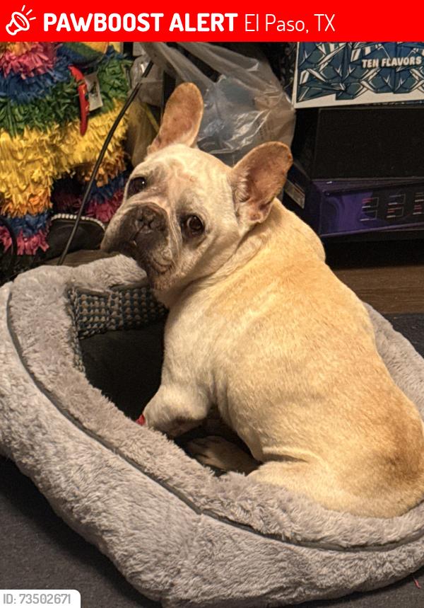 Lost Male Dog last seen Near Oro place, El Paso, TX 79928