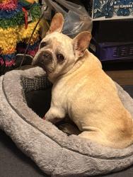 Lost Male Dog last seen Near Oro place, El Paso, TX 79928
