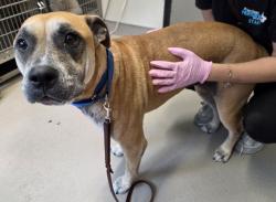 Shelter Stray Male Dog last seen Near Medina Drive, Santee, CA, 92071, El Cajon, CA 92020, USA