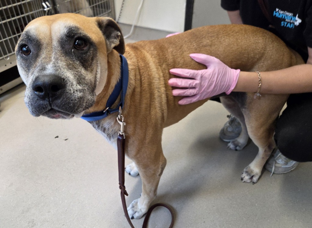 Shelter Stray Male Dog last seen Near Medina Drive, Santee, CA, 92071, El Cajon, CA 92020, USA