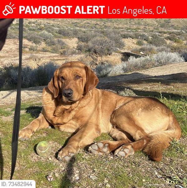 Lost Male Dog last seen 49th St, Los Angeles, CA 90011