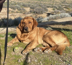 Lost Male Dog last seen 49th St, Los Angeles, CA 90011